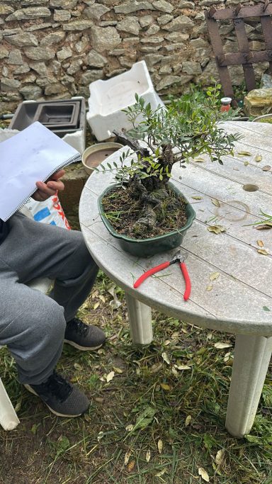 < lentisco  para trabajar y trasplantar . Sr. rigo