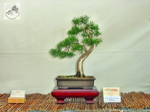 Bonsái con tronco retorcido, en maceta sobre base roja, con etiquetas informativas.